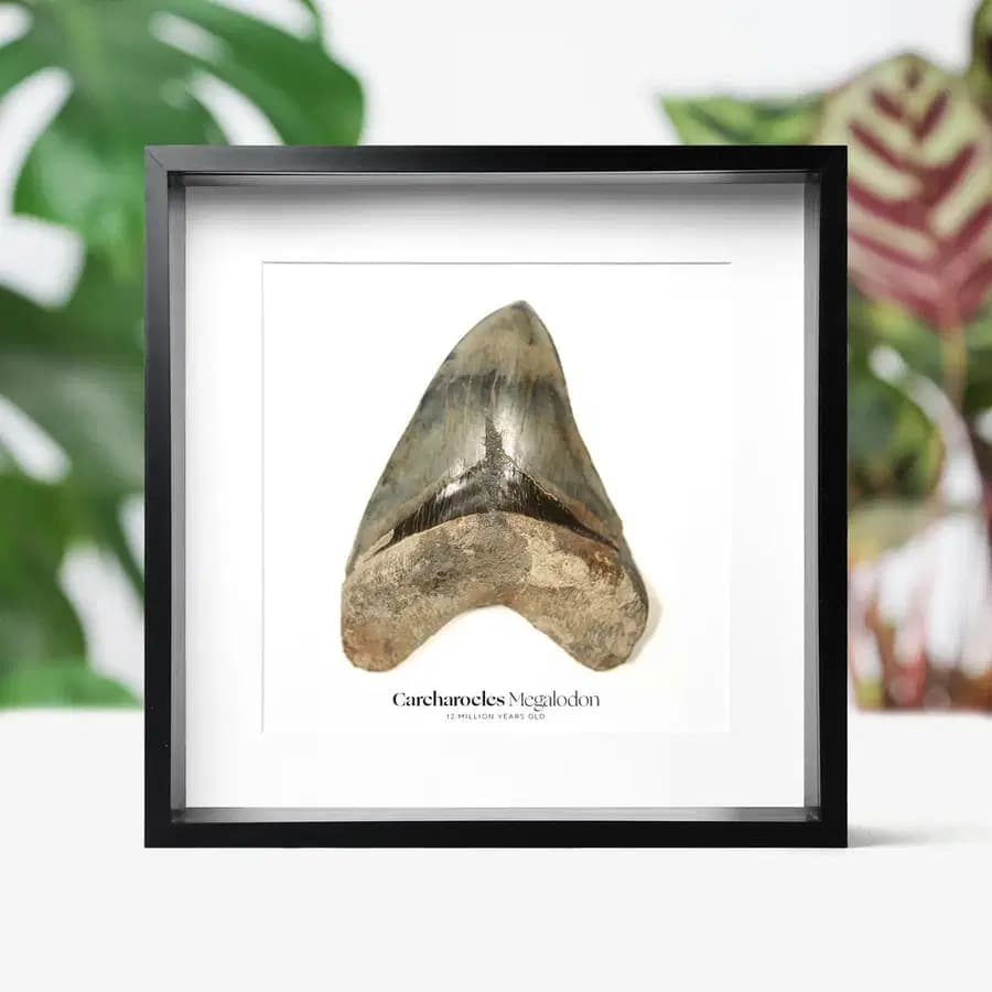 AUTHENTIC MEGALODON TEETH: A COLLECTOR’S GUIDE TO FOSSIL SHARKS
