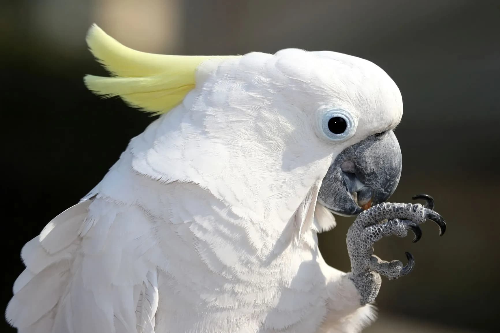 Parrot Breeder – Exotic Bird Specialists Amazing Birds Farm