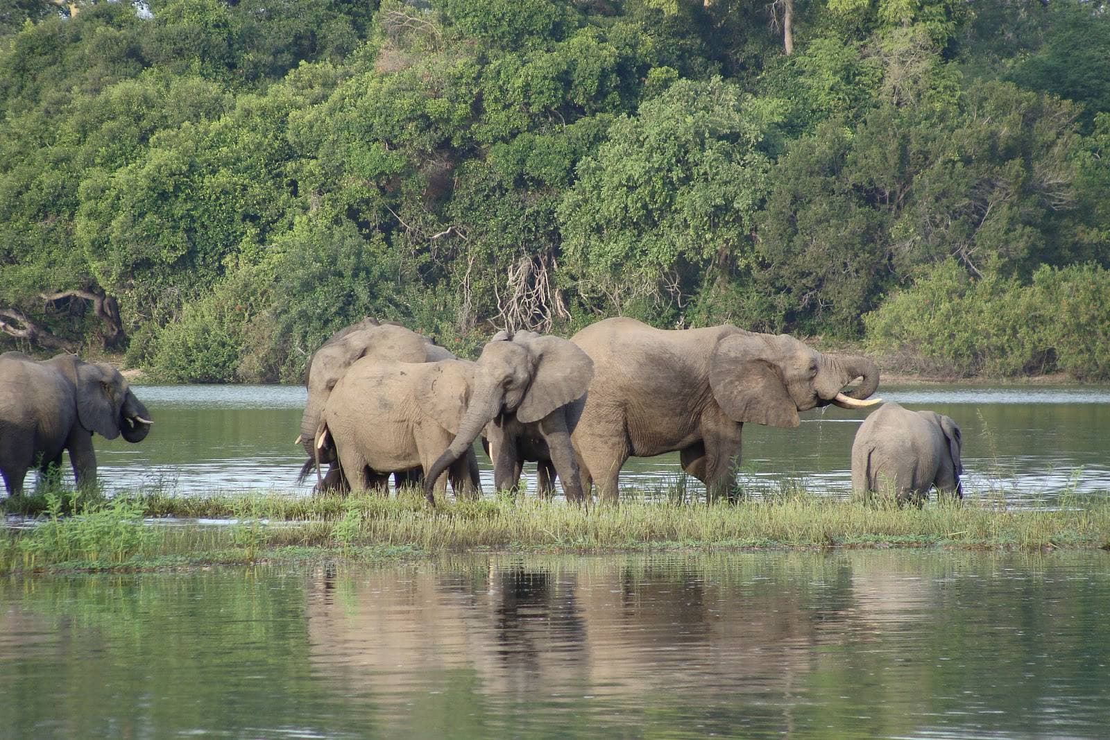 Affordable Luxury: Nyerere National Park Tanzania Safari Packages