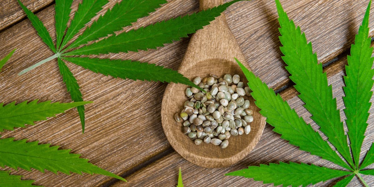 Weed Club Madrid – Best Weed Club Madrid with Clubs Cannabis Madrid