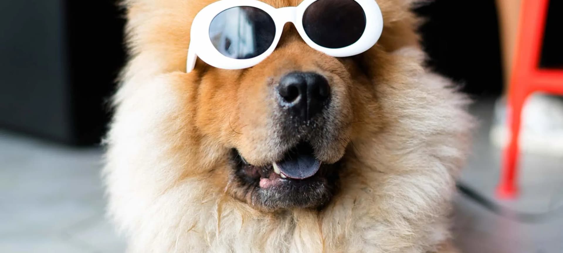 Stress-Free Animal Health Certificates via Vet Home Certs