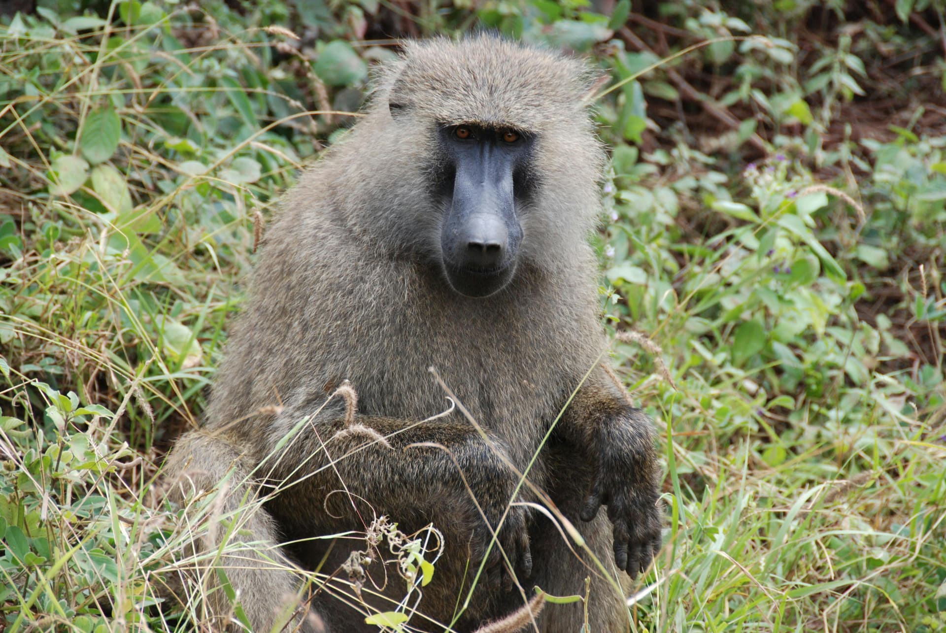 Kenya Safari Adventures: Witness the Spectacular Big Five