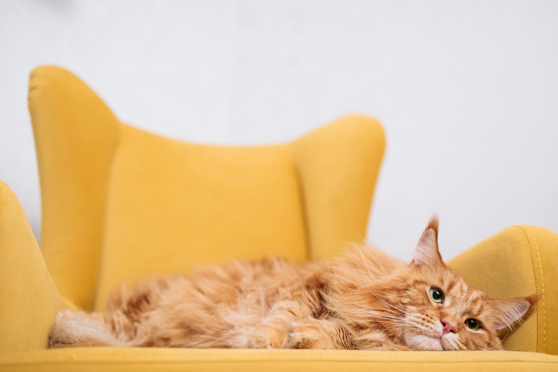 Maine Coon Cats for Sale Sacramento – Healthy &amp; Socialized Kittens