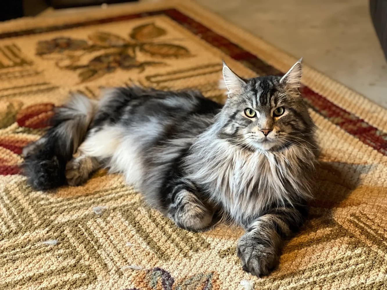 Find Your Dream Maine Coon Kitten in the Bay Area