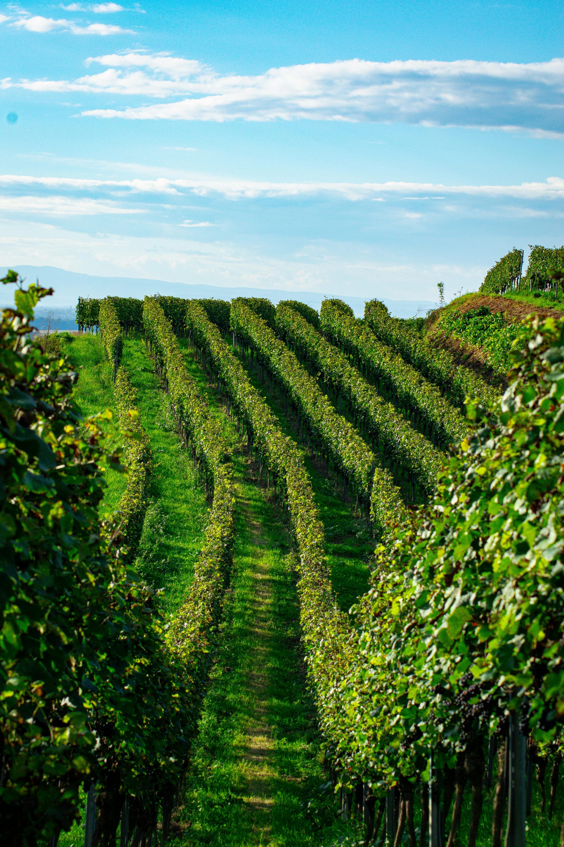 A Winery Sacramento Adventure for First-Time Visitors