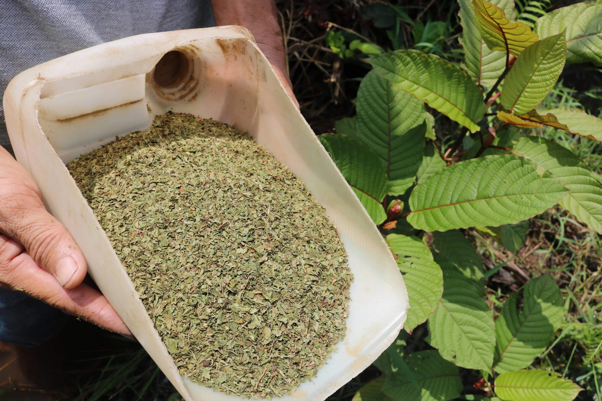 Where to Buy Kratom Thailand: Top Local Stores