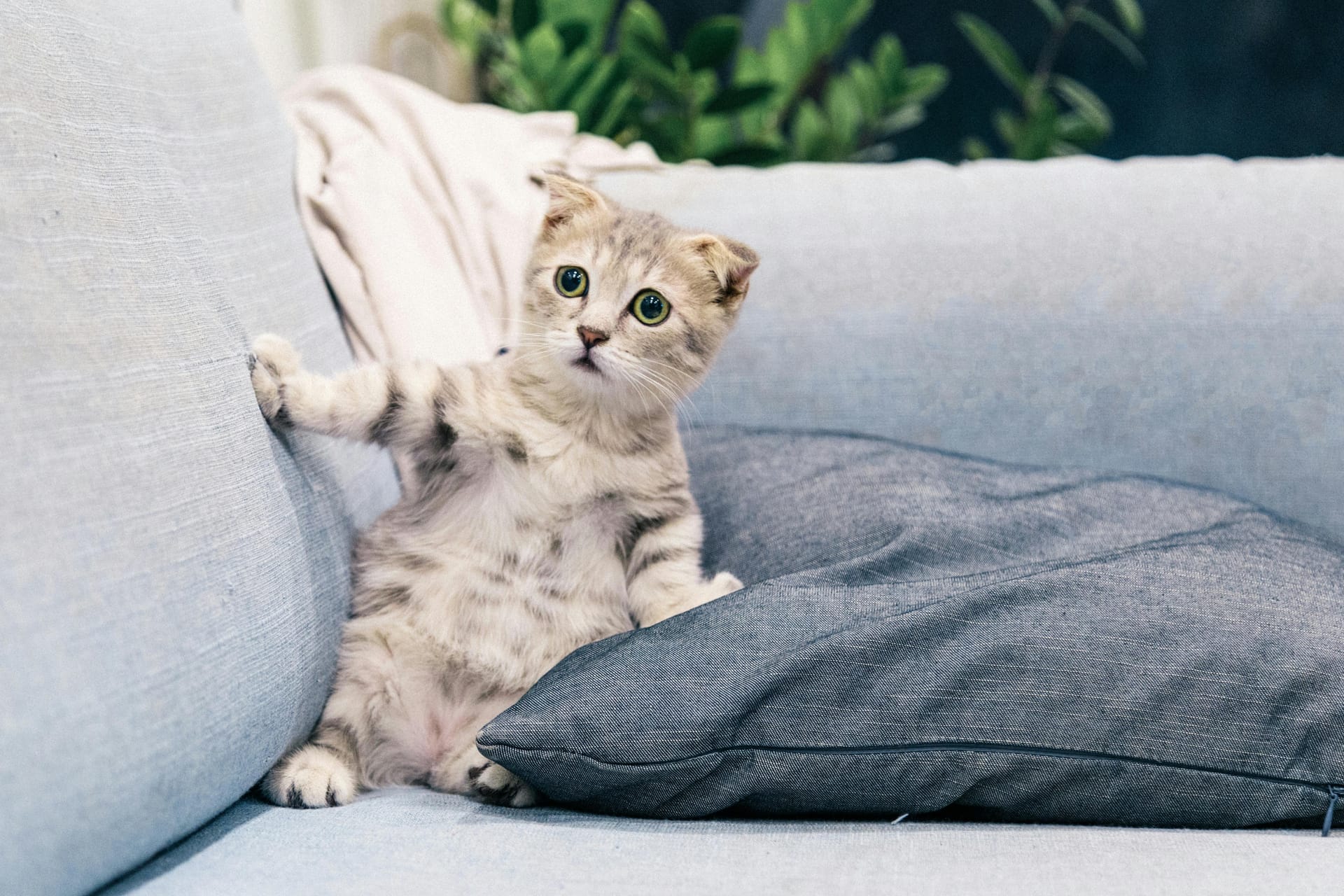 Sweet and Playful Maine Coon Kittens for Sale Sacramento Families Love