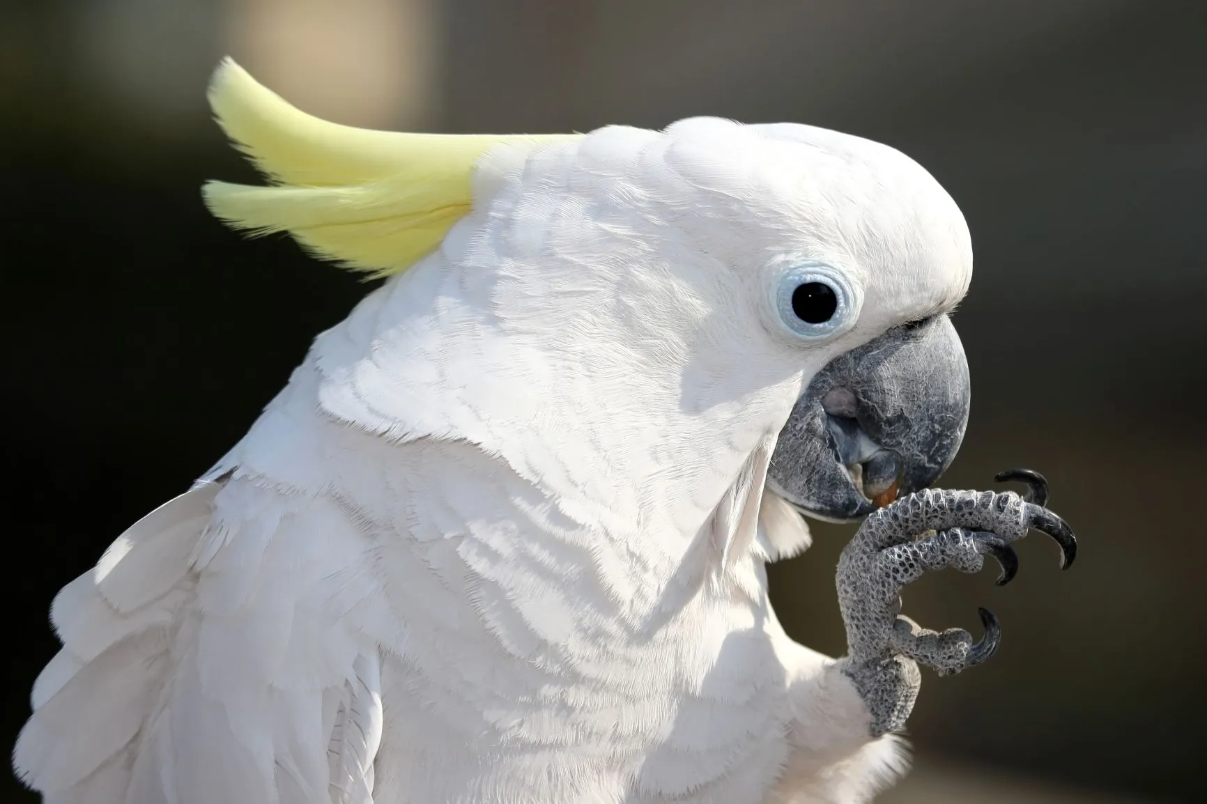 Parrot Breeder – Exotic Bird Specialists Amazing Birds Farm