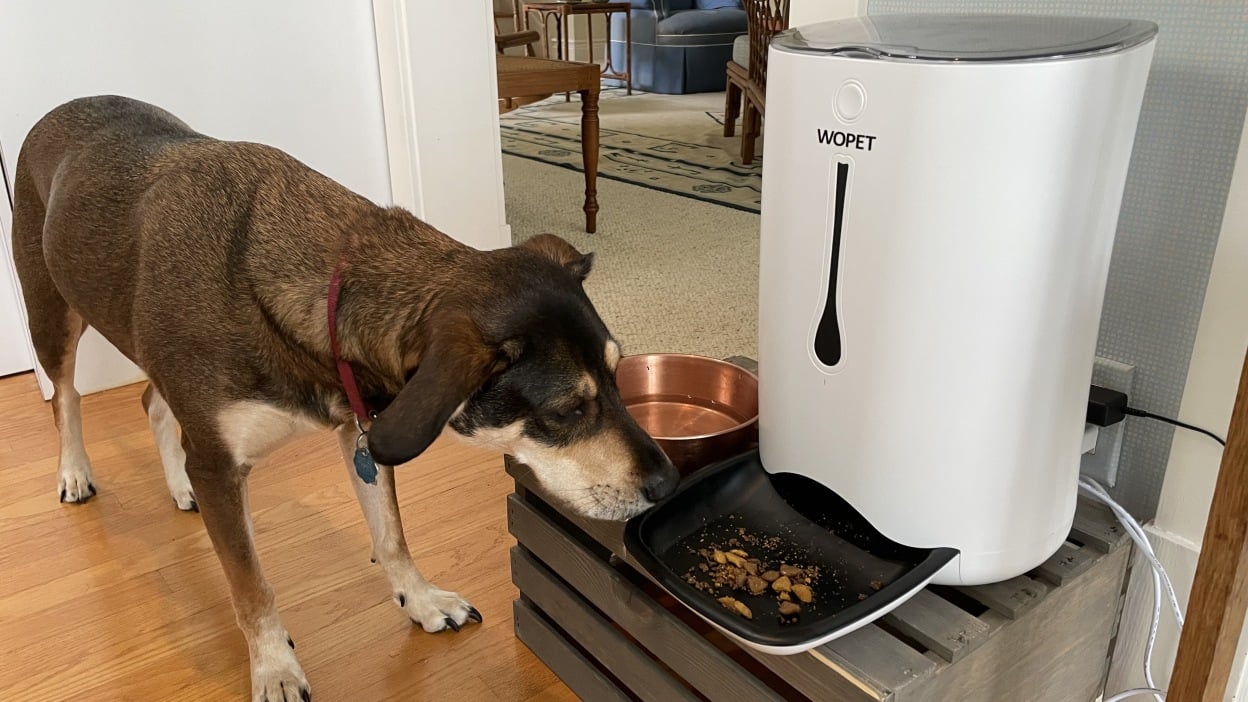 Choose the Right WOPET Automatic Pet Feeder for Your Furry Friends