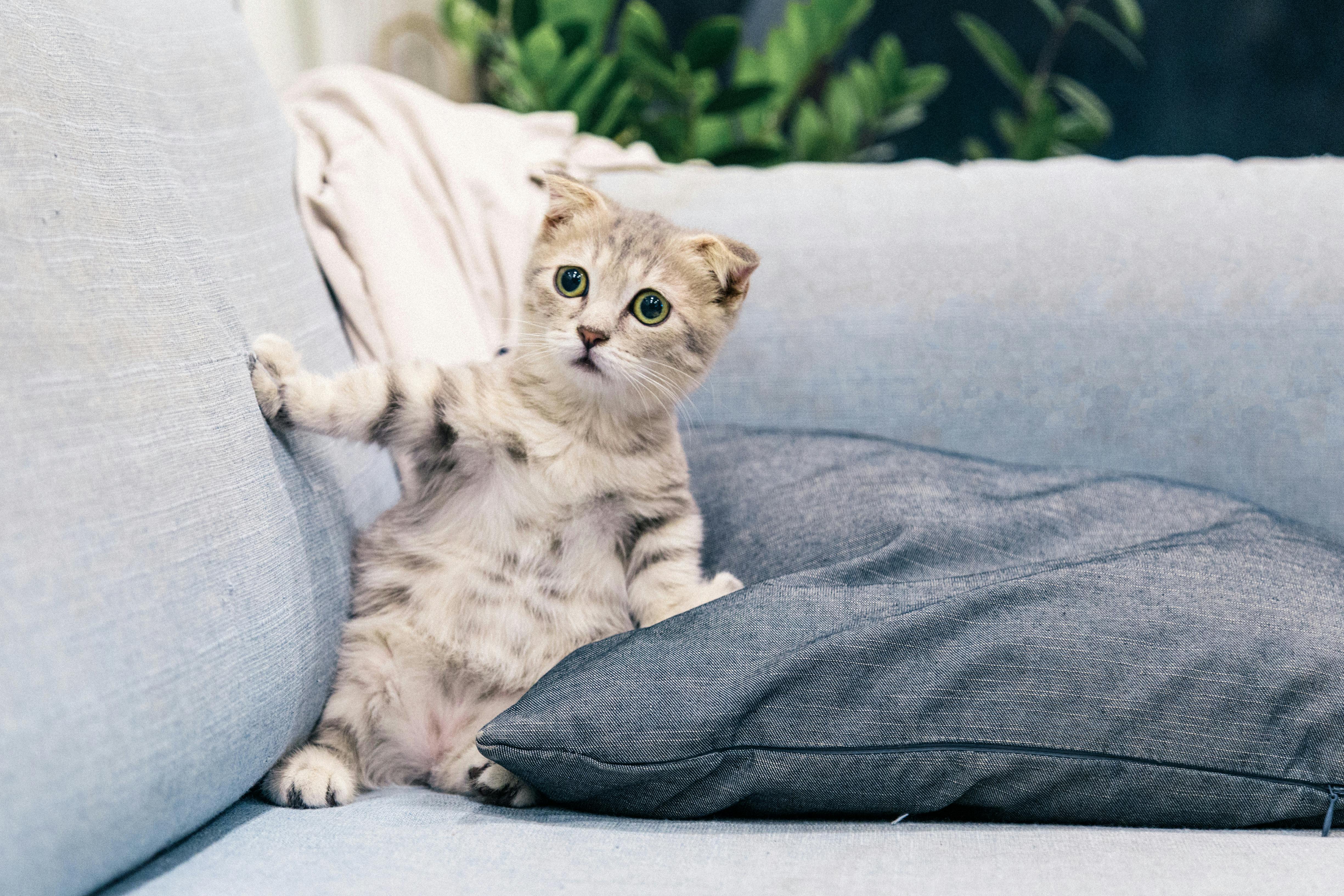 Sweet and Playful Maine Coon Kittens for Sale Sacramento Families Love