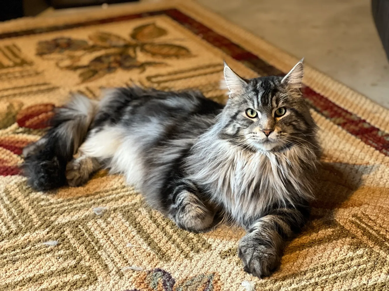 Find Your Dream Maine Coon Kitten in the Bay Area