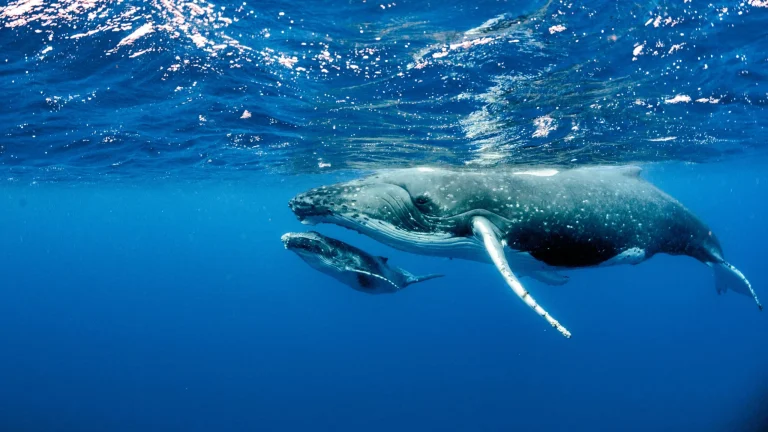 beautiful-underwater-shot-of-two-humpback-whales-s-2023-11-27-05-34-36-utc-scaled