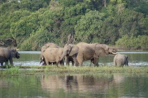 Nyerere_National_Park_Elephants_61