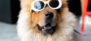 domestic-health-certificates-dog-sunglasses