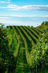 pexels-fabrice-busching-1777473881-28438012