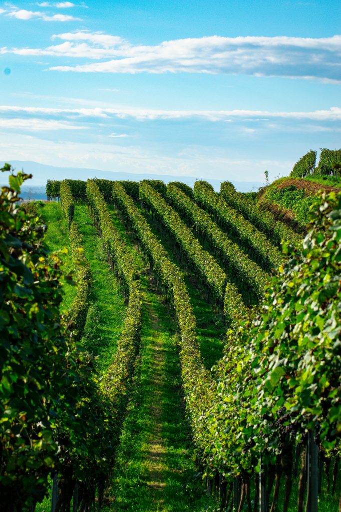 pexels-fabrice-busching-1777473881-28438012