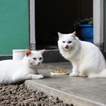 nacho cat food reviews