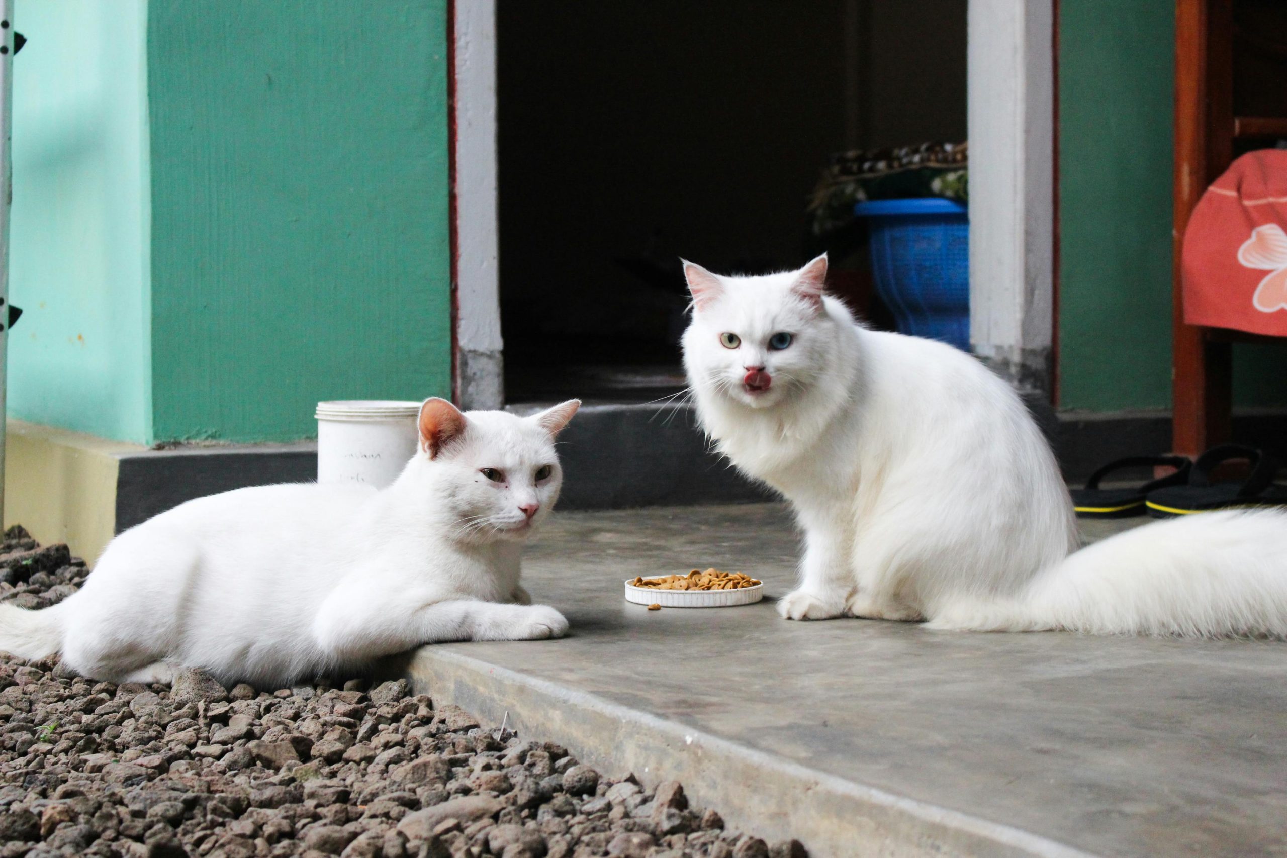 nacho cat food reviews