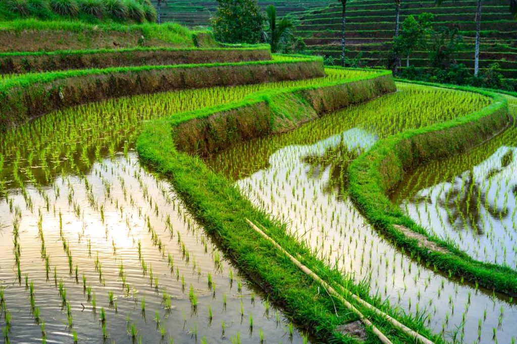 terraced-irrigation